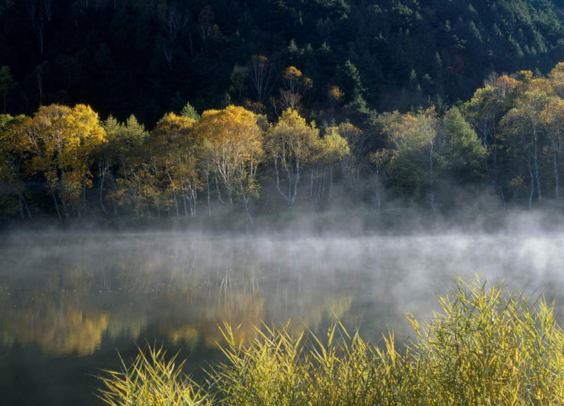 无人,横图,室外,白天,正面,旅游,度假,河流,美景,森林,树林,水,植物,雾,长野县,日本,亚洲,朦胧,模糊,河水,景观,水流,娱乐,树,树木,绿色,自然,享受,休闲,景色,放松,生长,成长,迷雾,自然风光,东亚,本州,本州岛,日本国,中部地方,长野,山之内,山之内町,下高井郡,大雾,彩图