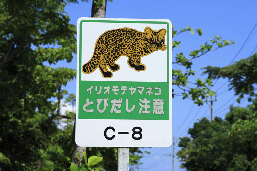 无人,横图,室外,白天,仰视,度假,美景,植物,城市风光,城市,指示牌,日本,亚洲,标志,文字,景观,警告,娱乐,标识,冲绳,树,树木,蓝色,绿色,蓝天,天空,自然,天,享受,休闲,景色,放松,警示,生长,晴朗,成长,禁止,冲绳县,限制,东亚,万里无云,琉球群岛,日本国,九州地方,八重山群岛,西表岛,危险,晴空,晴空万里,彩图,低角度拍摄,竹富町