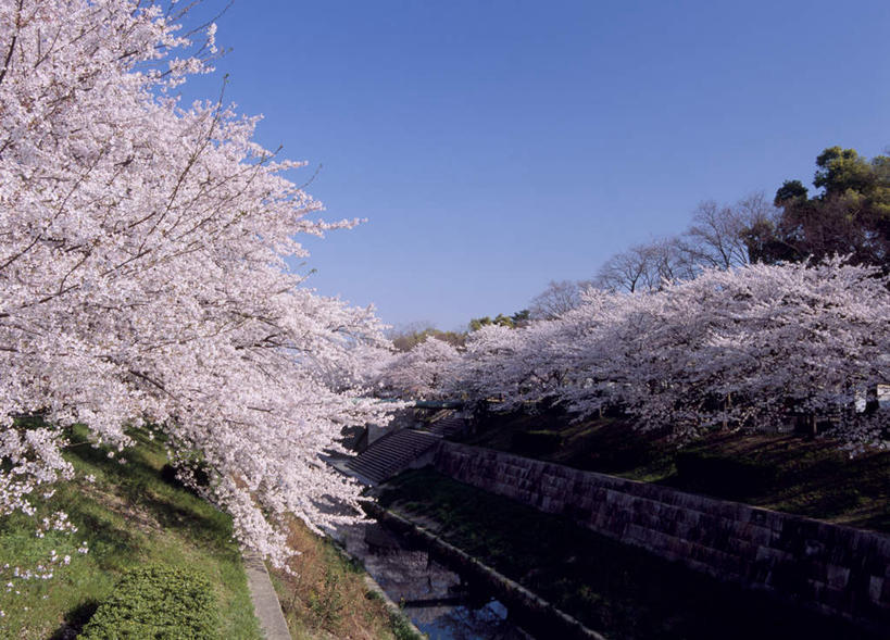 无人,横图,室外,白天,仰视,旅游,度假,幸福,纯洁,植物,樱花,爱知县,名古屋,日本,亚洲,盛开,花蕾,娱乐,花,花瓣,花朵,鲜花,树,树木,蓝色,绿色,蓝天,天空,自然,天,花苞,花蕊,享受,休闲,放松,生长,晴朗,成长,等待,生命,东亚,本州,万里无云,本州岛,日本国,中部地方,爱知,仙樱花,福岛樱,青肤樱,高尚,县厅,名古屋市,热烈,晴空,晴空万里,荆桃,彩图,低角度拍摄