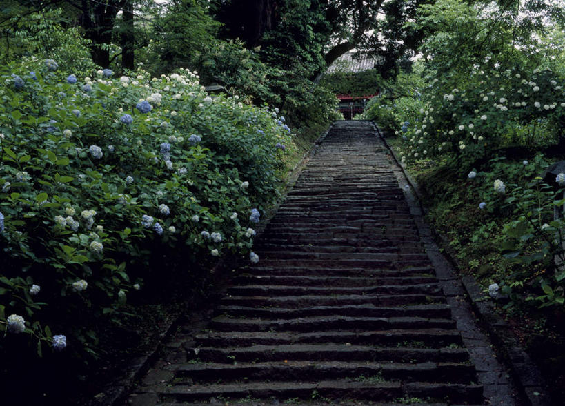 无人,横图,室外,白天,仰视,旅游,度假,美景,森林,树林,植物,楼梯,日本,亚洲,盛开,阶梯,景观,花蕾,娱乐,台阶,花,花瓣,花朵,鲜花,树,树木,绿色,自然,花苞,花蕊,享受,休闲,景色,放松,生长,成长,自然风光,东亚,本州,茨城,茨城县,关东地方,本州岛,日本国,县厅,彩图,低角度拍摄,水户,水户市,水戸,水戸市