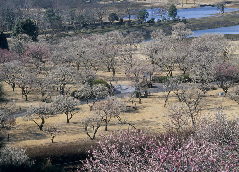 无人,横图,俯视,室外,白天,旅游,度假,河流,美景,水,植物,日本,亚洲,盛开,河水,景观,水流,梅花,花蕾,娱乐,花,花瓣,花朵,鲜花,树,树木,绿色,自然,花苞,花蕊,享受,休闲,景色,放松,生长,成长,高雅,坚强,自然风光,东亚,本州,茨城,茨城县,关东地方,本州岛,日本国,县厅,梅,彩图,高角度拍摄,水户,水户市,水戸,水戸市