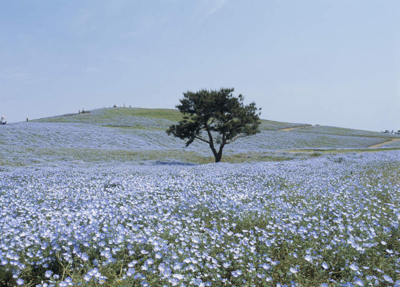 无人,横图,室外,白天,正面,旅游,度假,美景,植物,日本,亚洲,盛开,景观,花蕾,娱乐,花,花瓣,花朵,鲜花,树,树木,蓝色,绿色,蓝天,天空,自然,天,花苞,花蕊,享受,休闲,景色,放松,生长,成长,自然风光,东亚,本州,茨城,茨城县,关东地方,本州岛,日本国,县厅,彩图,水户,水户市,水戸,水戸市