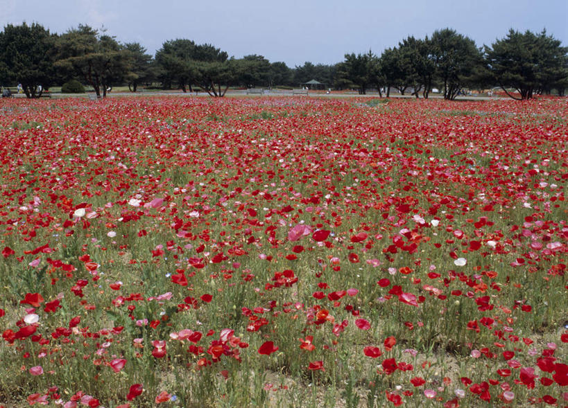无人,横图,室外,白天,正面,旅游,度假,花海,花圃,美景,森林,树林,植物,罂粟,叶子,日本,亚洲,许多,盛开,景观,花蕾,娱乐,花,花瓣,花朵,鲜花,树,树木,绿色,自然,花丛,花束,花田,花苞,花蕊,享受,休闲,景色,放松,生长,成长,自然风光,东亚,本州,茨城,茨城县,关东地方,本州岛,日本国,县厅,冰岛罂粟,冰岛虞美人,橘黄罂粟,裸茎罂粟,小罂粟,岩罂粟,野罂粟,彩图,水户,水户市,水戸,水戸市