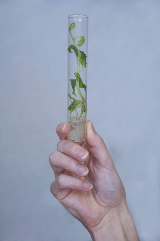 一个人,竖图,室内,白天,正面,叶子,仅一个人,握,试管,墙,绿叶,拿,拿着,墙壁,墙面,灰色,手部,嫩叶,握着,叶,叶片,半身,彩图