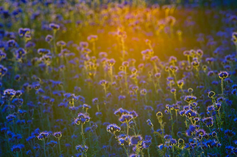 无人,横图,俯视,室外,白天,旅游,度假,花海,花圃,美景,植物,叶子,德国,欧洲,阴影,盛开,光线,影子,景观,草药,药草,花蕾,娱乐,中药,花,花瓣,花朵,花卉,鲜花,蓝色,绿色,阳光,自然,花丛,花束,花田,花苞,花蕊,享受,休闲,蓟,景色,放松,淡水湖,西欧,自然风光,药材,中草药,中药材,本草,大蓟,德意志联邦共和国,刺蓟,山萝卜,博登湖,康斯坦茨湖,彩图,高角度拍摄