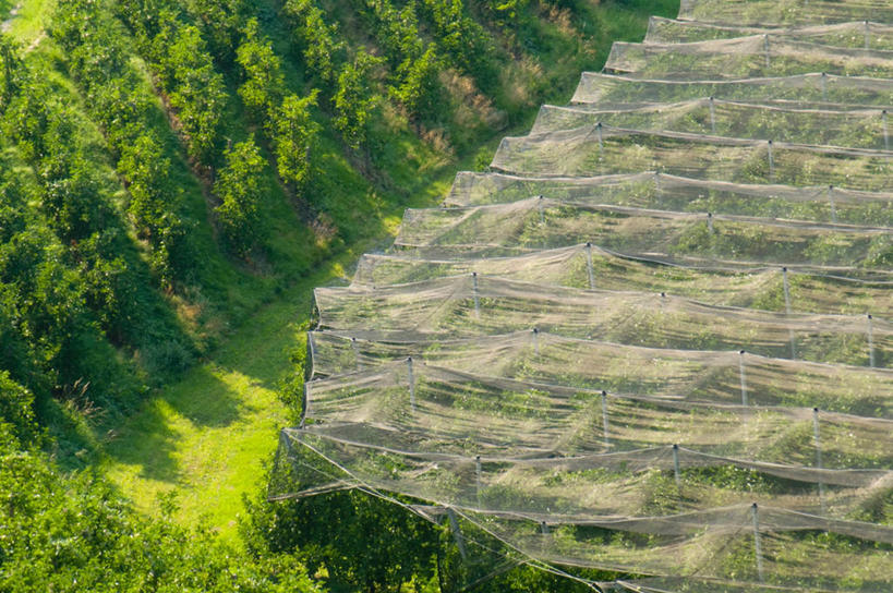 无人,果园,横图,俯视,室外,白天,旅游,度假,美景,田园,植物,苹果,意大利,欧洲,纹路,纹理,景观,果树,捕虫网,娱乐,树,树木,绿色,自然,享受,休闲,景色,放松,生长,成长,扫网,水网,南欧,自然风光,意大利共和国,肌理,田庄,扑网,特伦蒂诺.上阿迪杰大区,园子,彩图,高角度拍摄,波尔扎诺自治省,梅拉诺