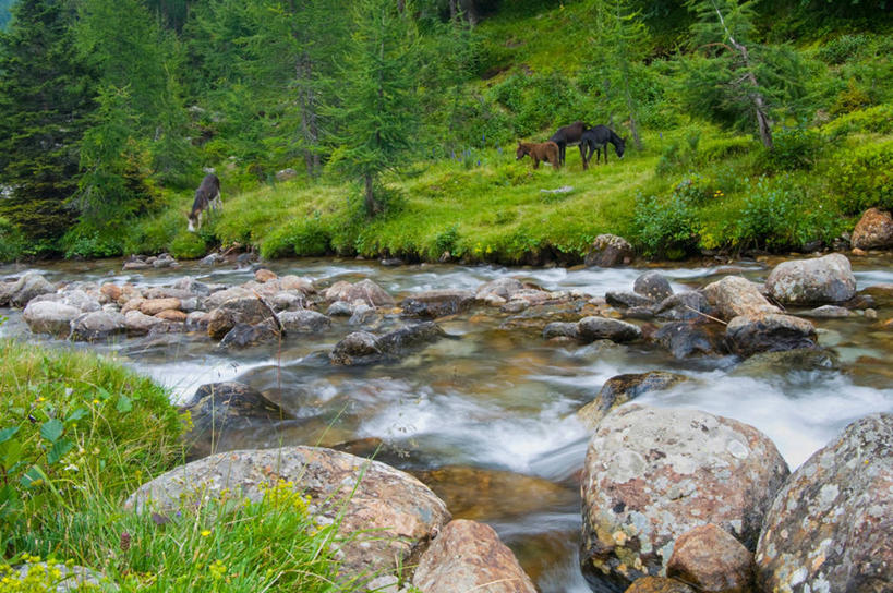 无人,横图,室外,白天,正面,旅游,度假,河流,石头,美景,树林,水,植物,意大利,欧洲,石子,河水,景观,水流,娱乐,树,树木,绿色,小溪,自然,溪水,享受,休闲,景色,放松,生长,成长,南欧,自然风光,意大利共和国,南蒂罗尔,石块,岩石,彩图