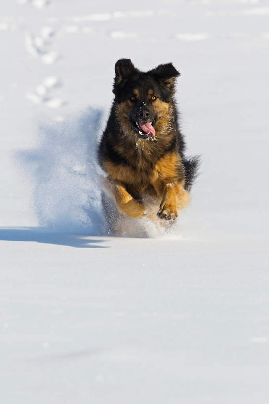 无人,跑,竖图,室外,白天,正面,美景,雪,大雪,宠物,狗,德国,欧洲,追逐,追赶,阴影,光线,影子,积雪,景观,雪景,冬天,一只,阳光,自然,动物,景色,可爱,牧羊犬,西欧,自然风光,忠诚,德意志联邦共和国,巴伐利亚,巴伐利亚州,拜恩州,拜恩自由州,荷花瓦特犬,霍夫瓦尔特犬,犬,跑步,彩图,全身
