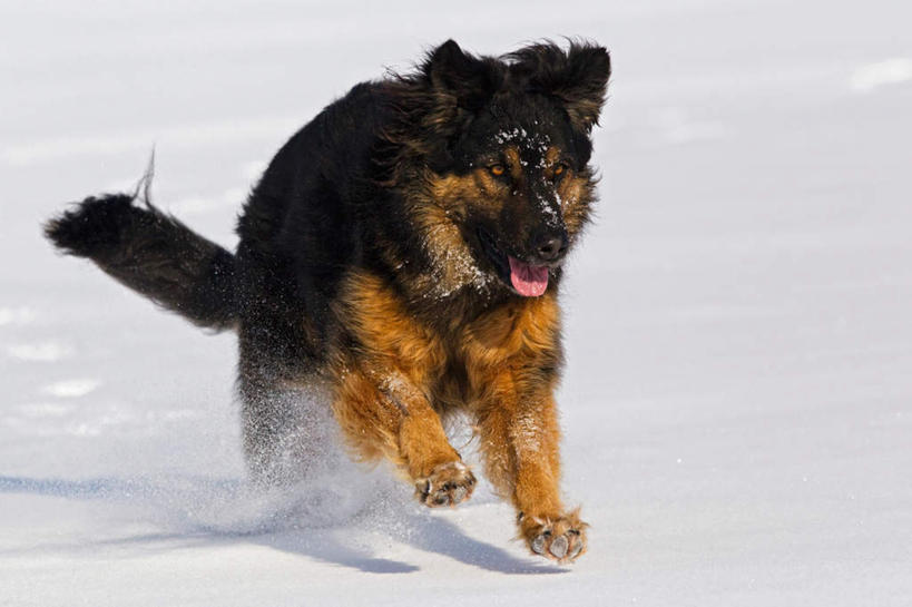 无人,跑,横图,室外,特写,白天,正面,美景,雪,大雪,宠物,狗,德国,欧洲,追逐,追赶,阴影,光线,影子,积雪,景观,雪景,冬天,阳光,自然,动物,景色,可爱,牧羊犬,西欧,自然风光,忠诚,德意志联邦共和国,巴伐利亚,巴伐利亚州,拜恩州,拜恩自由州,荷花瓦特犬,霍夫瓦尔特犬,犬,跑步,彩图,全身