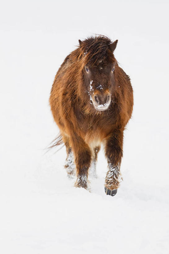无人,走,竖图,室外,白天,正面,旅游,度假,美景,雪,大雪,马,野生动物,德国,欧洲,积雪,景观,雪景,冬季,冬天,注视,娱乐,一只,自然,动物,观察,看,享受,休闲,景色,放松,寒冷,运输,牲畜,观看,察看,西欧,关注,自然风光,德意志联邦共和国,严寒,巴伐利亚,巴伐利亚州,拜恩州,拜恩自由州,矮马,步行,散步,走路,彩图,全身