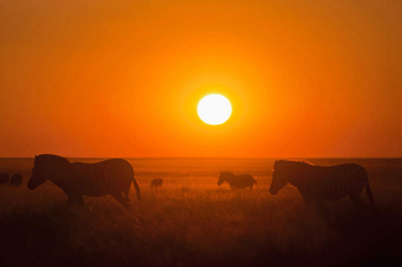 无人,公园,横图,室外,白天,正面,旅游,度假,草地,美景,日落,植物,斑马,马,野生动物,非洲,纳米比亚,许多,景观,晚霞,霞光,娱乐,草,绿色,自然,黄昏,动物,奔跑,享受,休闲,景色,彩霞,放松,可爱,牲畜,活泼,国家公园,自然风光,埃托沙公园,埃托沙国家公园,纳米比亚共和国,夕阳,半身,彩图