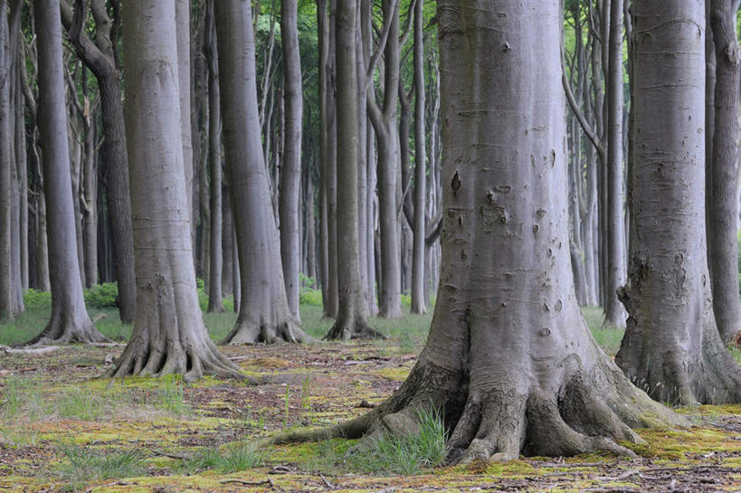 无人,横图,室外,白天,正面,旅游,度假,美景,树林,植物,德国,欧洲,景观,娱乐,树,树木,绿色,自然,享受,休闲,景色,放松,生长,成长,西欧,自然风光,山毛榉,德意志联邦共和国,麻栎金刚,山毛榉树,梅克伦堡.前波美拉尼亚州,梅克伦堡.前波美拉尼亚,彩图