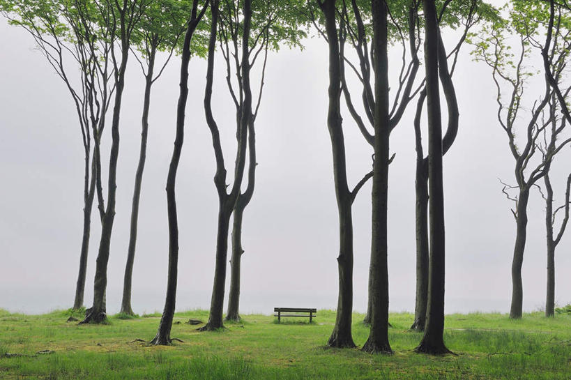 无人,横图,室外,白天,正面,旅游,度假,草地,草坪,美景,树林,植物,德国,欧洲,长椅,景观,娱乐,草,树,树木,绿色,自然,享受,休闲,景色,放松,生长,成长,西欧,自然风光,山毛榉,德意志联邦共和国,麻栎金刚,山毛榉树,梅克伦堡.前波美拉尼亚州,梅克伦堡.前波美拉尼亚,彩图