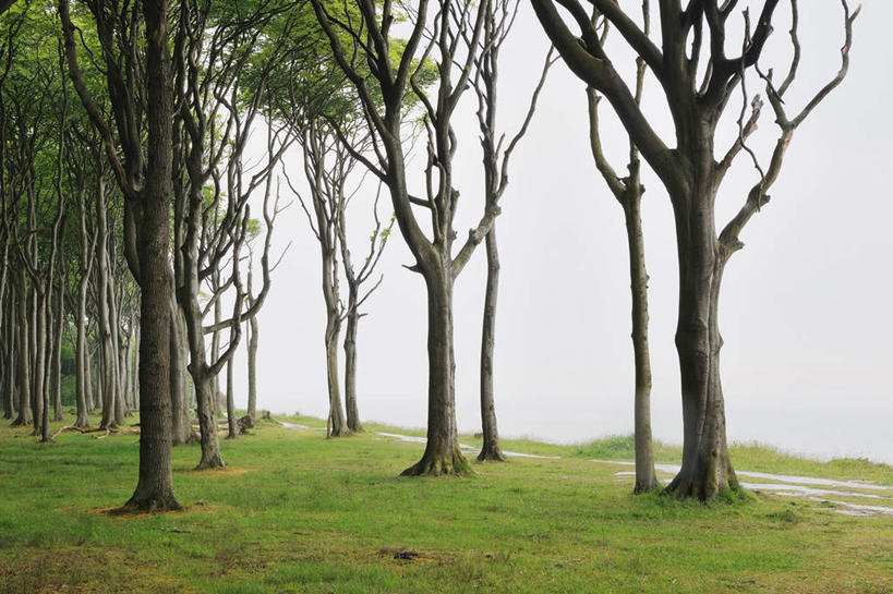 无人,横图,室外,白天,正面,旅游,度假,草地,草坪,美景,树林,植物,德国,欧洲,景观,娱乐,草,树,树木,绿色,自然,享受,休闲,景色,放松,生长,成长,西欧,自然风光,山毛榉,德意志联邦共和国,麻栎金刚,山毛榉树,梅克伦堡.前波美拉尼亚州,梅克伦堡.前波美拉尼亚,彩图