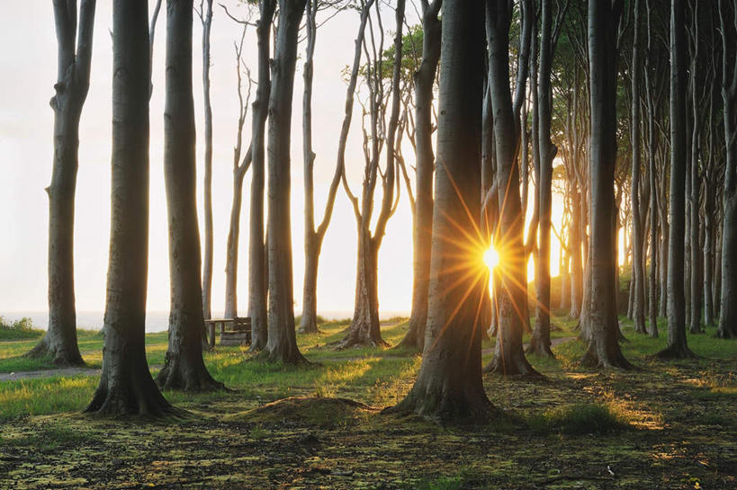 无人,横图,室外,白天,正面,旅游,度假,日出,美景,树林,太阳,植物,德国,欧洲,阴影,光线,影子,景观,朝霞,晨曦,黎明,娱乐,树,树木,绿色,阳光,自然,享受,休闲,景色,放松,生长,成长,西欧,自然风光,山毛榉,德意志联邦共和国,麻栎金刚,山毛榉树,梅克伦堡.前波美拉尼亚州,梅克伦堡.前波美拉尼亚,朝阳,彩图,破晓