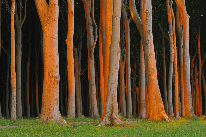 无人,横图,室外,白天,正面,草地,草坪,美景,树林,植物,德国,欧洲,景观,草,树,树木,绿色,自然,橙色,景色,生长,成长,西欧,自然风光,山毛榉,德意志联邦共和国,麻栎金刚,山毛榉树,梅克伦堡.前波美拉尼亚州,梅克伦堡.前波美拉尼亚,彩图
