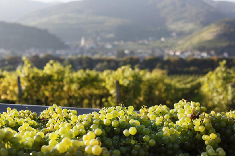 无人,果园,横图,室外,白天,正面,旅游,度假,美景,森林,山,山脉,树林,田园,植物,葡萄,水果,奥地利,欧洲,一堆,许多,阴影,堆叠,堆积,朦胧,模糊,新鲜,光线,影子,景观,山峰,生食,食品,果实,山峦,娱乐,葡萄园,树,树木,食物,绿色,阳光,自然,庄园,群山,享受,休闲,景色,放松,有机食品,绿色食品,生长,成长,堆,自然风光,中欧,奥地利共和国,下奥地利,下奥地利州,山葫芦,蒲桃,草龙珠,彩图