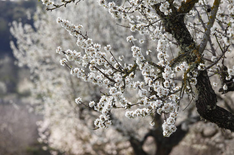 无人,果园,横图,室外,白天,正面,旅游,度假,美景,田园,植物,西班牙,欧洲,阴影,朦胧,模糊,盛开,光线,影子,景观,果树,枝条,花蕾,娱乐,花,花瓣,花朵,鲜花,树,树木,树枝,绿色,阳光,自然,花苞,花蕊,享受,休闲,景色,放松,生长,成长,南欧,自然风光,田庄,马略卡岛,西班牙王国,巴利阿里群岛,马略卡,虬枝,枝杈,巴利阿里,园子,彩图,马洛卡岛