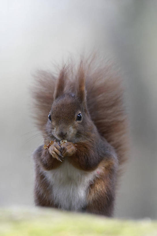 无人,站,吃,竖图,室外,特写,白天,正面,石头,美景,野生动物,德国,欧洲,阴影,朦胧,模糊,光线,石子,影子,景观,坚果,果实,松果,注视,慕尼黑,一只,阳光,自然,动物,干果,松鼠,观察,看,站着,景色,可爱,活泼,观看,察看,松塔,西欧,关注,自然风光,德意志联邦共和国,首府,巴伐利亚,巴伐利亚州,拜恩州,拜恩自由州,红松鼠,美洲红松鼠,石块,岩石,嚼,食,站立,彩图,全身