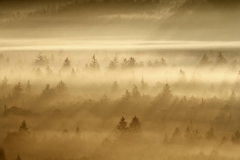 无人,横图,俯视,室外,白天,旅游,度假,日出,美景,森林,山,山脉,树林,太阳,植物,雾,德国,欧洲,朦胧,梦幻,模糊,发光,光束,景观,山峰,朝霞,晨曦,光亮,黎明,山峦,娱乐,树,树木,绿色,阳光,自然,群山,享受,休闲,景色,放松,生长,成长,迷雾,未来,西欧,发亮,自然风光,憧憬,德意志联邦共和国,巴伐利亚,巴伐利亚州,拜恩州,拜恩自由州,巴特特尔茨.沃尔夫拉茨豪森县,朝阳,大雾,彩图,高角度拍摄,卯时,破晓,日始,上巴伐利亚行政区