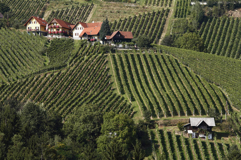 无人,家,果园,横图,俯视,航拍,室外,白天,旅游,度假,草地,草坪,美景,田园,植物,奥地利,欧洲,一排,许多,阴影,整齐,并列,并排,光线,影子,房屋,屋子,景观,娱乐,楼房,葡萄园,架子,住宅,草,树,树木,排列,绿色,阳光,自然,庄园,享受,休闲,景色,放松,生长,成长,支撑,固定,鸟瞰,队列,自然风光,平行,葡萄架,中欧,奥地利共和国,施蒂利亚州,施泰尔马克州,彩图,高角度拍摄,房子