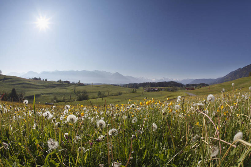 无人,横图,室外,白天,正面,旅游,度假,草地,草坪,花海,花圃,美景,山,山脉,太阳,植物,叶子,德国,欧洲,阴影,盛开,光线,影子,景观,山峰,山峦,花蕾,娱乐,草,花,花瓣,花朵,花卉,鲜花,蓝色,绿色,蓝天,天空,阳光,自然,花丛,花束,花田,群山,天,花苞,花蕊,享受,休闲,景色,放松,晴朗,西欧,自然风光,万里无云,德意志联邦共和国,巴伐利亚,巴伐利亚州,拜恩州,拜恩自由州,施瓦本行政区,晴空,晴空万里,彩图,上阿尔高县