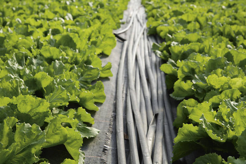 无人,横图,俯视,室内,特写,白天,美景,植物,蔬菜,一排,许多,新鲜,整齐,景观,菊苣,食品,苦菜,很多,温室,食物,排列,绿色,自然,景色,有机食品,绿色食品,设施,生长,成长,苦苣,暖房,防寒,队列,加温,自然风光,透光,保温,彩图,高角度拍摄,咖啡草,咖啡萝卜,卡斯尼,明目菜,皱叶苦苣