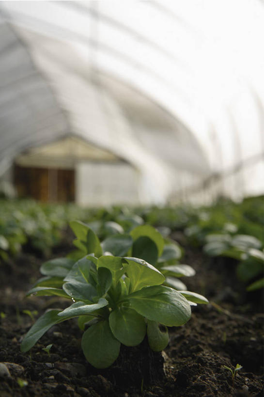 无人,竖图,室内,白天,正面,美景,蔬菜,一排,许多,朦胧,模糊,新鲜,整齐,景观,泥土,土壤,食品,很多,温室,食物,排列,自然,景色,有机食品,绿色食品,设施,暖房,防寒,队列,加温,自然风光,透光,保温,野苣,彩图,莴苣缬草,羊莴苣