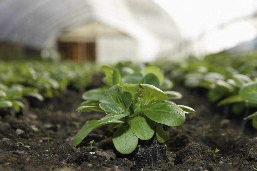 无人,横图,室内,白天,正面,美景,蔬菜,叶子,一排,许多,新鲜,整齐,景观,泥土,土壤,食品,绿叶,很多,温室,食物,排列,自然,嫩叶,景色,有机食品,绿色食品,设施,暖房,防寒,队列,加温,自然风光,透光,保温,野苣,叶,叶片,彩图,莴苣缬草,羊莴苣