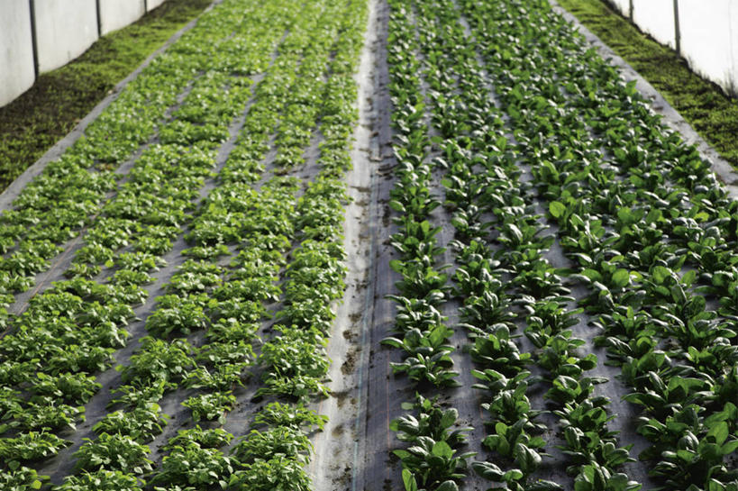 无人,横图,俯视,室内,特写,白天,菠菜,蔬菜,一排,新鲜,整齐,泥土,土壤,食品,温室,食物,排列,有机食品,绿色食品,设施,暖房,防寒,队列,加温,透光,保温,鹦鹉菜,鼠根菜,角菜,红嘴绿鹦哥,赤根菜,菠薐菜,波斯草,彩图,高角度拍摄