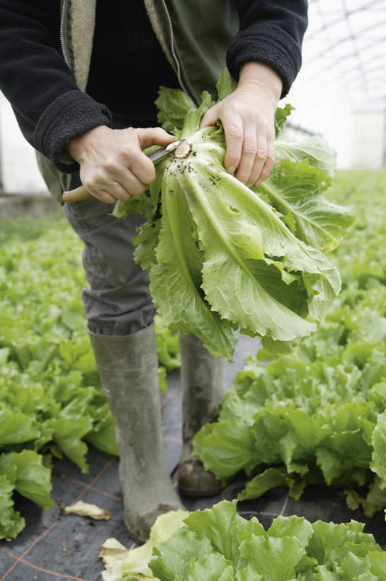 西方人,一个人,菜园,竖图,俯视,室内,白天,农作物,田园,蔬菜,金属制品,欧洲,欧洲人,仅一个女性,仅一个人,一排,许多,新鲜,整齐,金属,工具,暖棚,菊苣,食品,苦菜,刀具,温室,食物,排列,刀,仅一个中年女性,有机食品,绿色食品,设施,堆,苦苣,暖房,防寒,队列,加温,菜刀,透光,保温,菜棚,田庄,切菜刀,女人,女性,中年女性,白种人,半身,彩图,高角度拍摄,咖啡草,咖啡萝卜,卡斯尼,明目菜,皱叶苦苣
