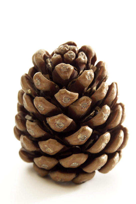 无人,竖图,俯视,室内,特写,白天,白色背景,阴影,反射,影子,坚果,褐色,果实,松果,一个,干果,摄影,影棚,单个,松塔,彩图,高角度拍摄,影棚拍摄,拍摄