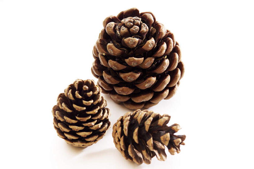 无人,横图,俯视,室内,特写,白天,白色背景,阴影,反射,影子,坚果,褐色,果实,松果,三个,干果,摄影,影棚,松塔,彩图,高角度拍摄,影棚拍摄,拍摄