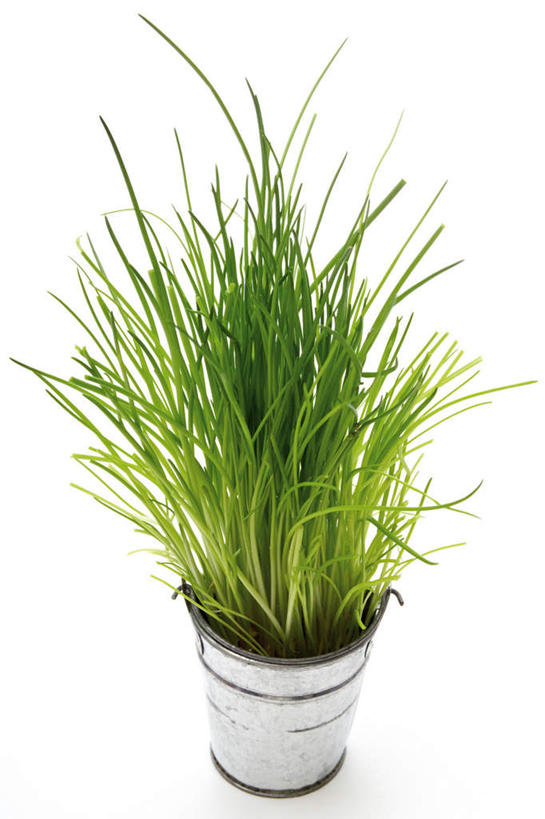 无人,竖图,室内,白天,白色背景,正面,植物,盆栽,葱,草药,药草,盆景,中药,绿色,自然,摄影,影棚,生长,成长,细香葱,香葱,药材,中草药,中药材,本草,彩图,影棚拍摄,拍摄