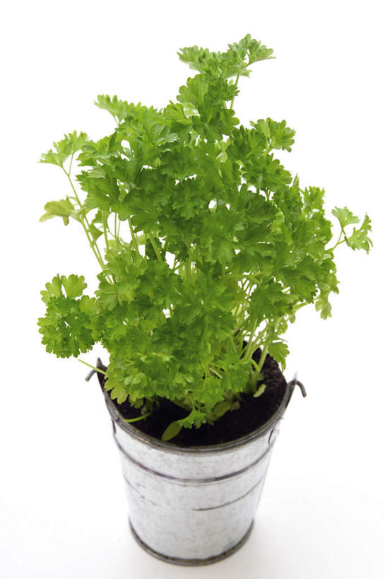 无人,竖图,俯视,室内,白天,白色背景,植物,芹菜,蔬菜,盆栽,盆景,绿色,自然,摄影,荷兰芹,欧芹,香芹,影棚,生长,成长,法香,巴西利,洋香菜,洋芫荽,法国香菜,旱芹菜,番荽,彩图,高角度拍摄,影棚拍摄,拍摄