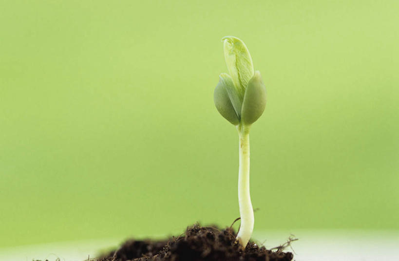 无人,横图,室外,特写,白天,正面,一堆,许多,绿色背景,堆叠,堆积,朦胧,模糊,泥土,土壤,幼苗,摄影,影棚,生长,堆,彩图,影棚拍摄,拍摄