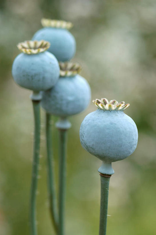 无人,竖图,室外,特写,白天,正面,美景,植物,罂粟,四朵,阴影,朦胧,模糊,盛开,光线,影子,景观,草药,花蕾,中药,花,花瓣,花朵,鲜花,阳光,自然,花苞,花蕊,景色,毒品,自然风光,药材,中草药,中药材,本草,止痛,镇静,安眠,罂粟花,彩图