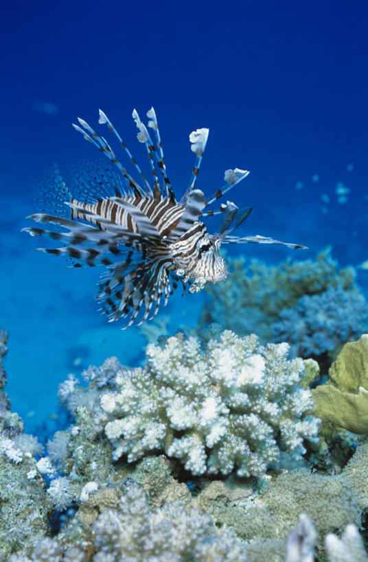 无人,竖图,室外,白天,正面,海底,水下,海浪,海洋,美景,一条,阴影,光线,影子,景观,浪花,水底,注视,海洋生物,阳光,自然,海水,观察,看,景色,海底世界,观看,狮子鱼,察看,关注,自然风光,水生动物,水生物,海景,海底动物,蓑鲉,伤害,毒物,危险,大海,风浪,海,海床,海水的波动,近岸浪,涌浪,彩图,全身