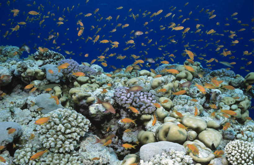 游泳,无人,横图,室外,白天,正面,海底,水下,海浪,海洋,美景,许多,阴影,光线,鱼,珊瑚,影子,景观,浪花,水底,注视,珊瑚礁,鱼类,海洋生物,无脊椎动物,阳光,自然,海水,观察,看,景色,海底世界,观看,腔肠动物,察看,关注,自然风光,海景,海底礁,泅水,珊瑚虫,拍浮,宝石斑鱼,宝石鲈,宝石鱼,大海,风浪,海,海床,海水的波动,礁,近岸浪,岩石,涌浪,半身,彩图