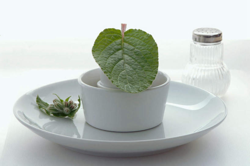 无人,横图,俯视,室内,特写,白天,白色背景,植物,餐具,叶子,一堆,许多,堆叠,堆积,朦胧,模糊,碟子,盘,调料,盐,绿叶,草药,药草,调味品,调味料,中药,食盐,玻璃制品,白色,盘子,玻璃瓶,瓶子,碟,嫩叶,摄影,影棚,堆,药材,中草药,琉璃苣,中药材,本草,茈草,鸦衔草,紫草,紫丹,叶,叶片,彩图,高角度拍摄,影棚拍摄,拍摄