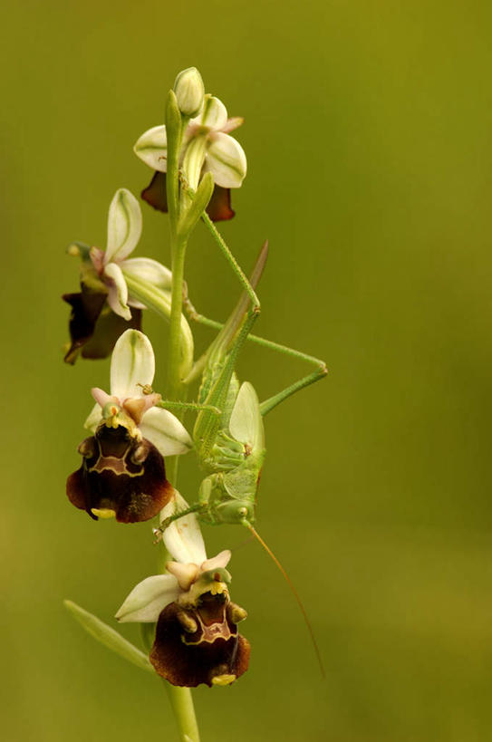 无人,站,竖图,室外,特写,白天,正面,花海,花圃,美景,植物,叶子,朦胧,模糊,盛开,昆虫,蚱蜢,景观,花蕾,注视,花,花瓣,花朵,花卉,鲜花,一只,绿色,自然,动物,花丛,花束,花田,花苞,花蕊,观察,看,站着,景色,观看,察看,高雅,关注,自然风光,扁旦勾,害虫,淡泊,花中君子,兰花,站立,彩图,全身