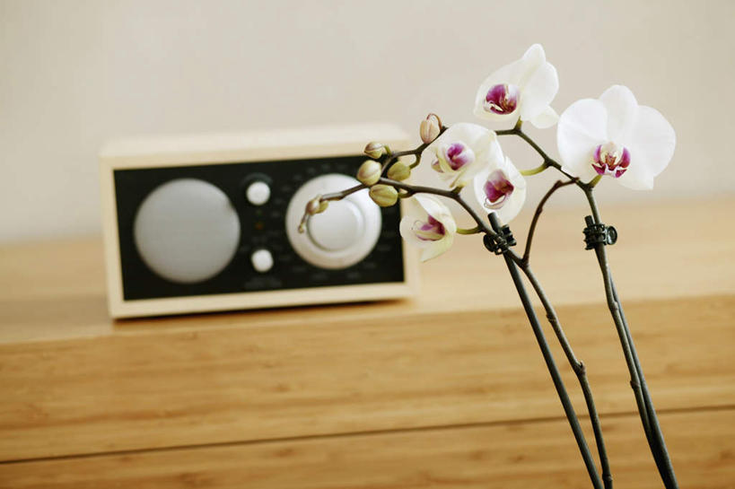 无人,横图,室内,白天,正面,植物,盛开,木制,板凳,盆栽,凳子,墙,盆景,花蕾,设备,墙壁,墙面,花,花瓣,花朵,鲜花,绿色,自然,木制品,收音机,花苞,花蕊,生长,成长,信号,无线电,高雅,广播,淡泊,花中君子,无线电技术,兰花,彩图