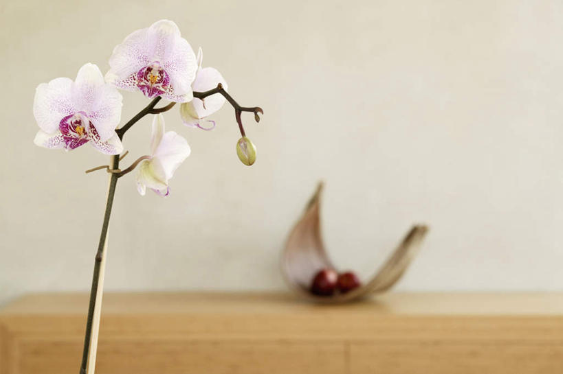 无人,横图,室内,白天,正面,苹果,餐具,水果,新鲜,盛开,木制,板凳,碟子,盘,凳子,生食,食品,果实,花蕾,花,花瓣,花朵,鲜花,食物,一个,粉色,盘子,木制品,碟,花苞,花蕊,有机食品,绿色食品,单个,高雅,淡泊,花中君子,兰花,彩图