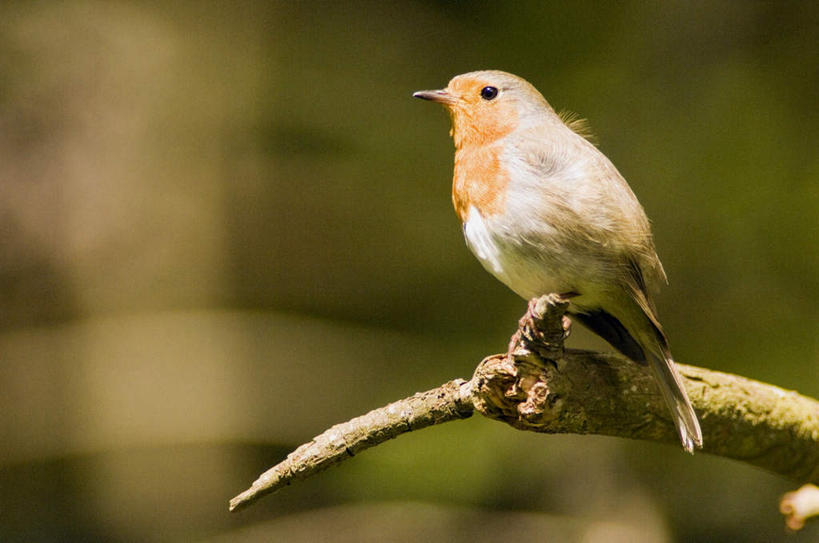 无人,站,横图,室外,特写,白天,侧面,美景,鸟,朦胧,模糊,鸟类,知更鸟,景观,树桩,注视,树,树干,一只,自然,观察,看,站着,木桩,景色,观看,察看,关注,自然风光,红襟鸟,欧亚鸲,知更雀,罗宾鸟,站立,彩图,全身