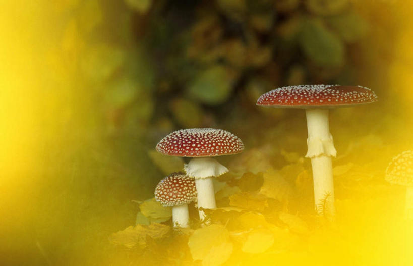 无人,横图,室外,特写,白天,正面,旅游,度假,美景,叶子,阴影,朦胧,模糊,光线,影子,圆点,斑点,景观,菌菇,绿叶,菌类,娱乐,阳光,自然,享受,休闲,嫩叶,景色,放松,有毒,自然风光,毒蝇伞,毒蝇鹅膏菌,哈蟆菌,捕蝇菌,毒蝇菌,叶,叶片,彩图