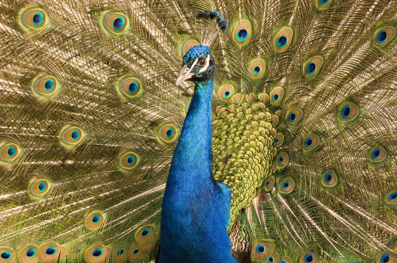 无人,横图,室外,特写,白天,正面,美景,孔雀,野生动物,鲜艳,景观,美丽,漂亮,一只,自然,动物,景色,可爱,活泼,保护,优美,自然风光,防御,艳丽,孔雀开屏,示威,斑斓,瑰丽,娇艳,锦绣,奇丽,求偶,半身,彩图