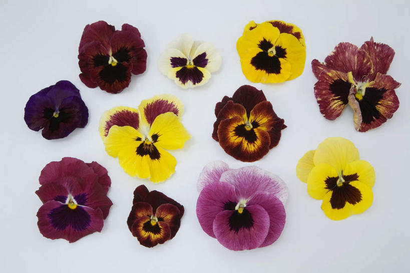 无人,横图,室外,白天,白色背景,正面,快乐,许多,盛开,三色堇,花蕾,花,花瓣,花朵,鲜花,蝴蝶花,花苞,花蕊,沉思,摄影,影棚,三色堇菜,人面花,猫脸花,阳蝶花,鬼脸花,猫儿脸,思念,彩图,影棚拍摄,拍摄