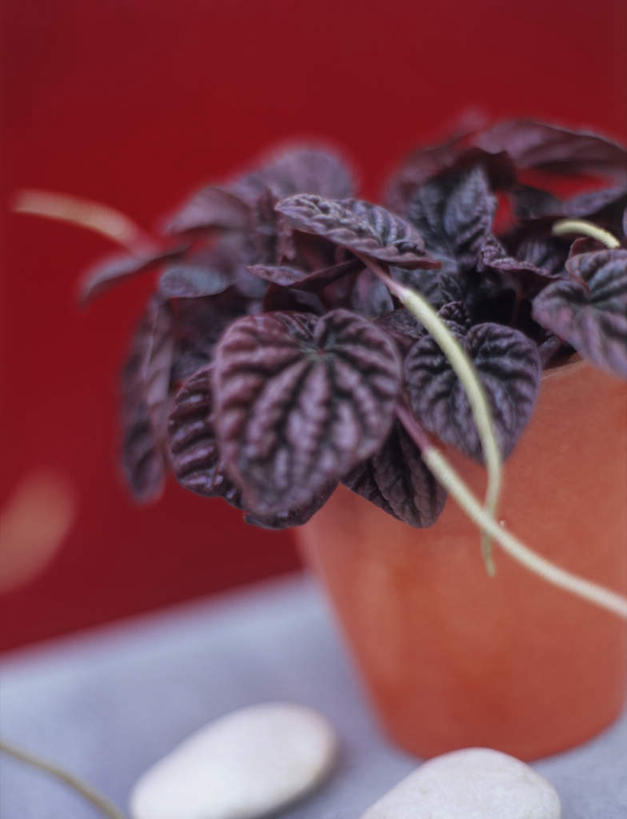 无人,竖图,室内,特写,白天,正面,石头,植物,花盆,阴影,朦胧,模糊,光线,盆栽,石子,影子,盆景,紫色,阳光,自然,鹅卵石,生长,成长,按摩石,石块,彩图