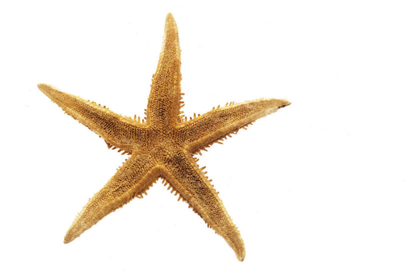 无人,横图,室内,特写,白天,白色背景,正面,海星,阴影,反射,影子,海洋生物,一个,自然,动物,生物,摄影,影棚,单个,棘皮动物门,星鱼,彩图,影棚拍摄,拍摄