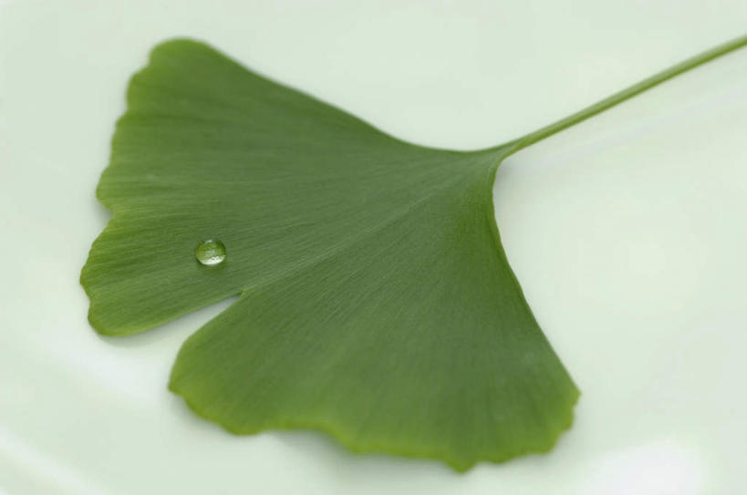 无人,横图,俯视,室内,特写,白天,水,植物,叶子,一片,阴影,朦胧,模糊,反射,液体,影子,水滴,草药,药草,中药,树叶,绿色,银杏叶,摄影,影棚,药材,中草药,中药材,本草,白果叶,叶片,彩图,高角度拍摄,影棚拍摄,拍摄